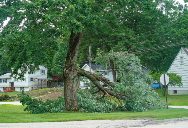 Best Tree Removal Near Me  in Hillcrest, CA